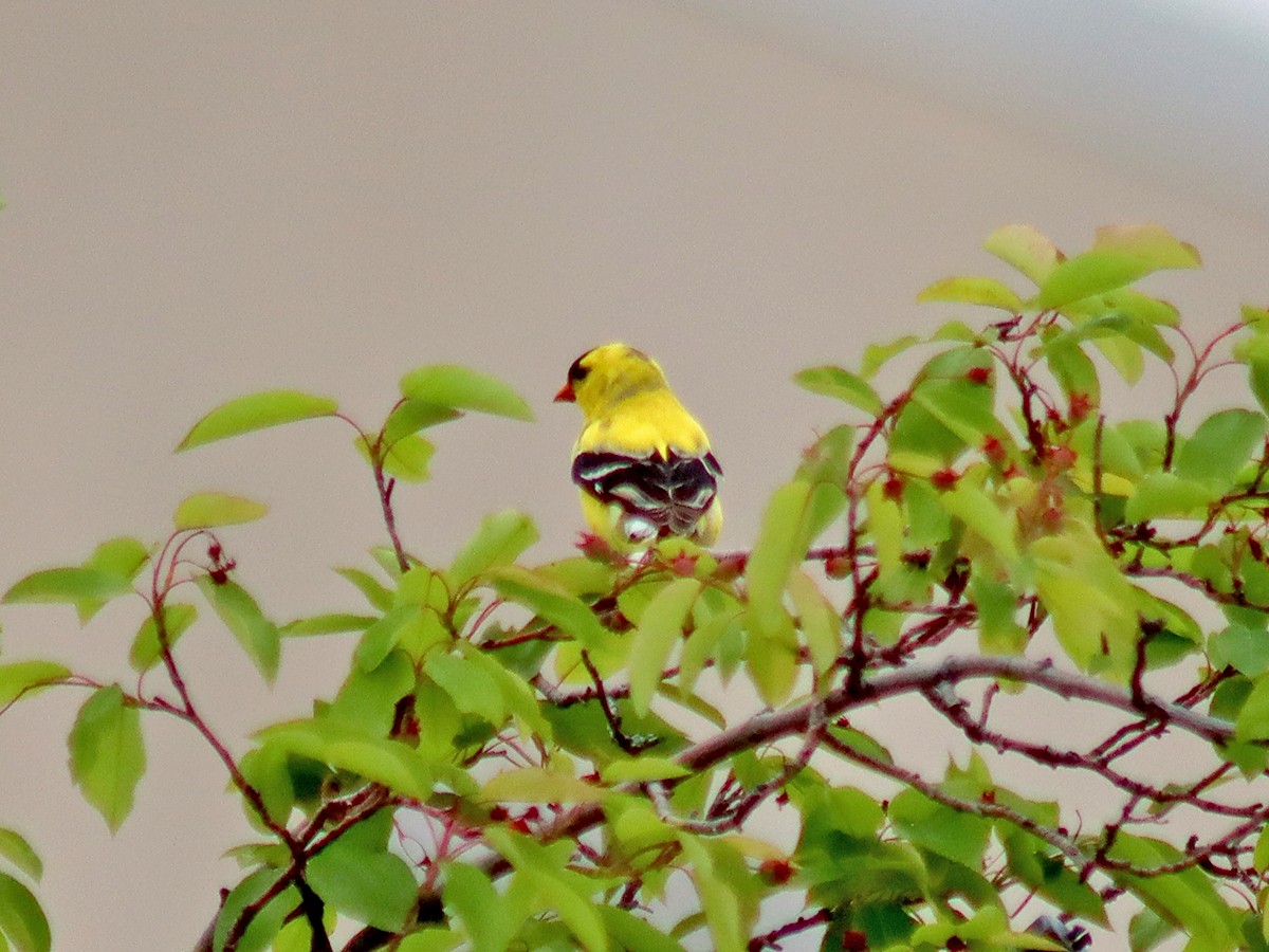 American Goldfinch - Sherry Plessner