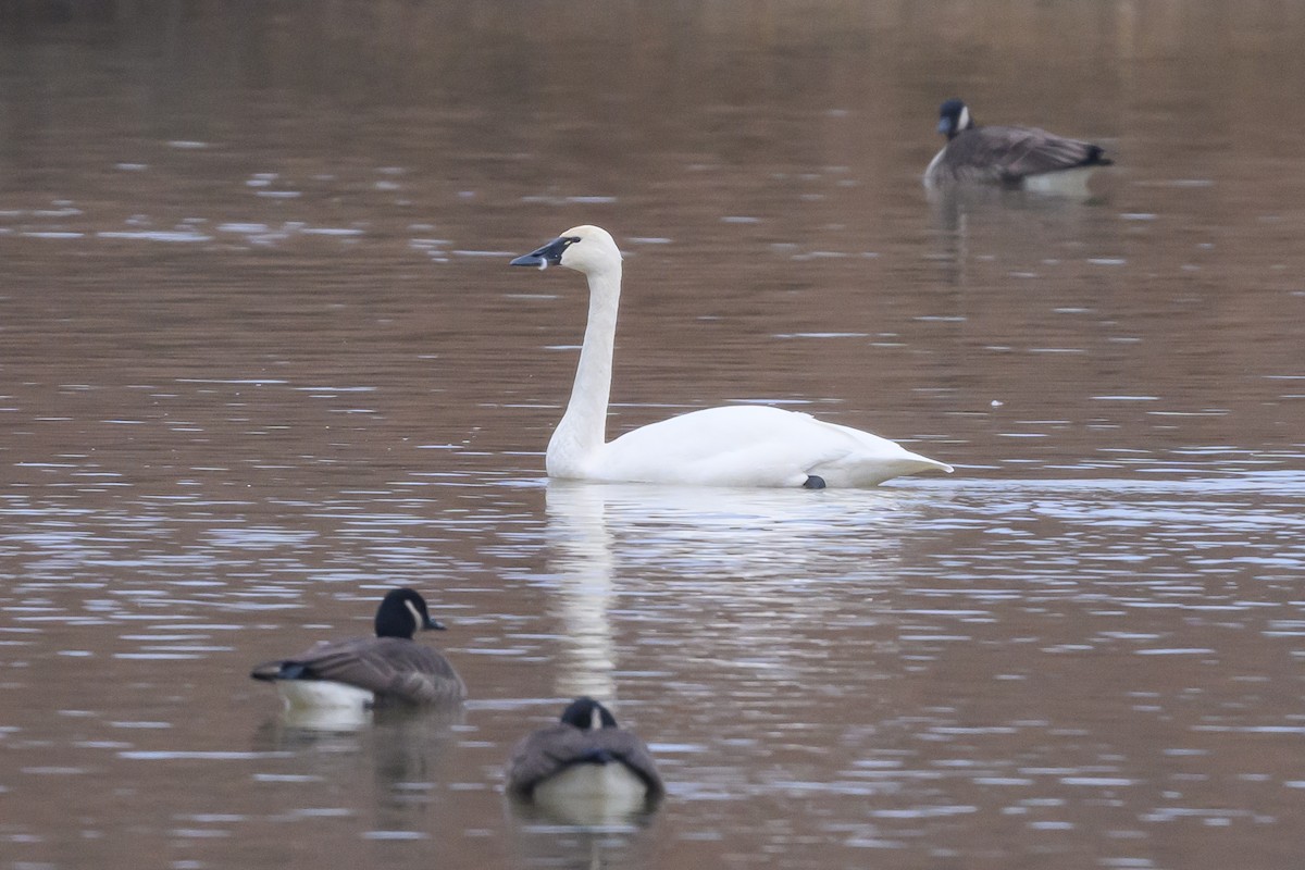 Tundra Swan - ML619231844