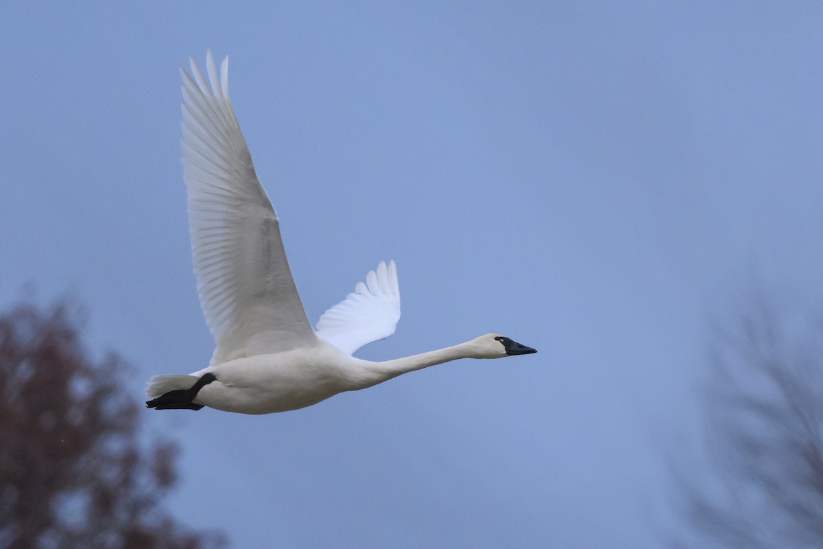 Tundra Swan - ML619231848