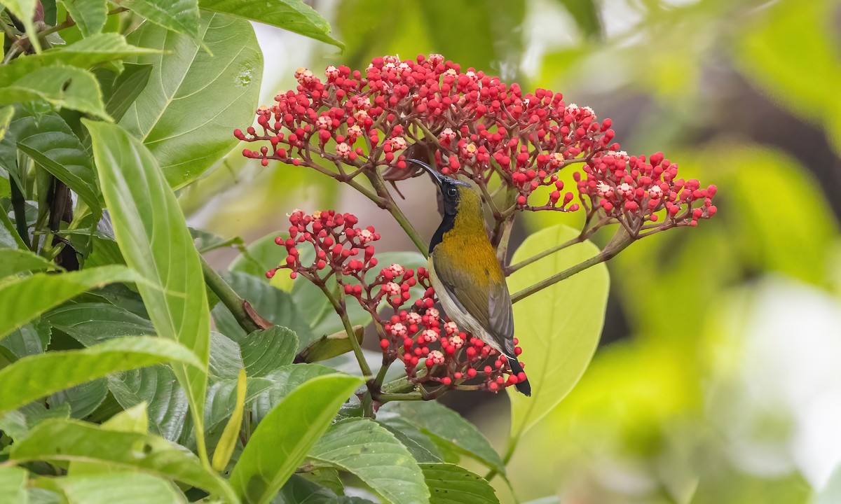 Flaming Sunbird - Paul Fenwick