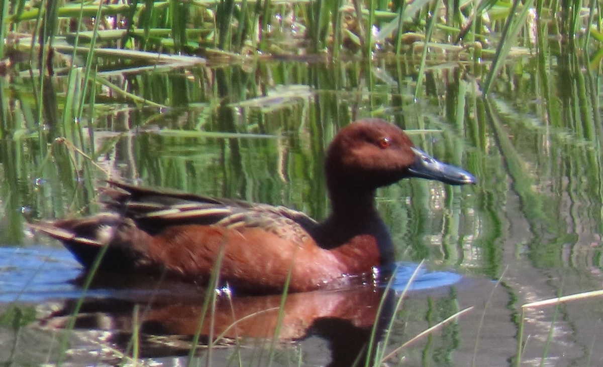 Cinnamon Teal - Catherine Hagen