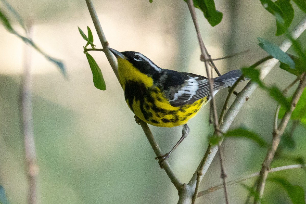 Magnolia Warbler - Scott France