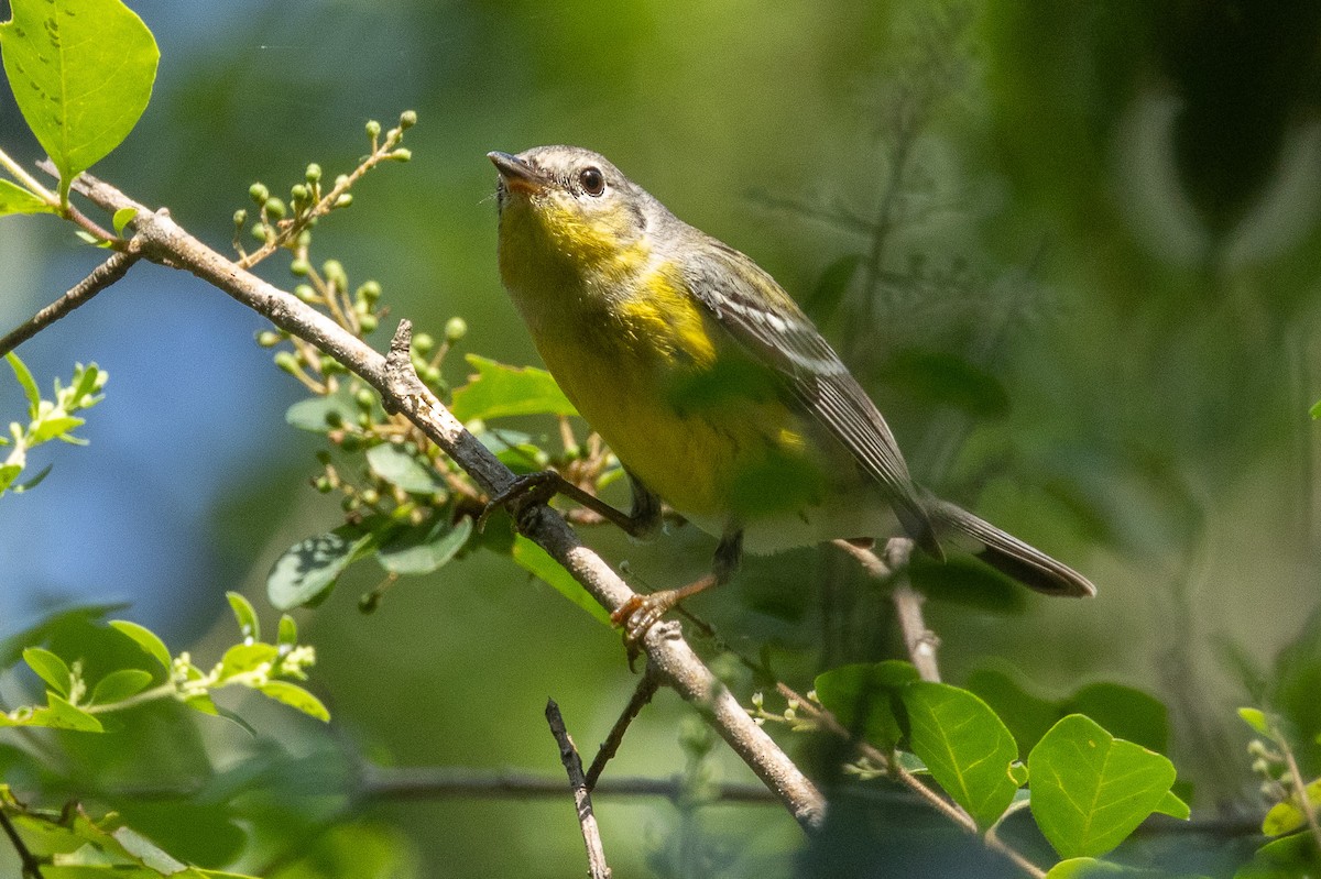 Magnolia Warbler - Scott France