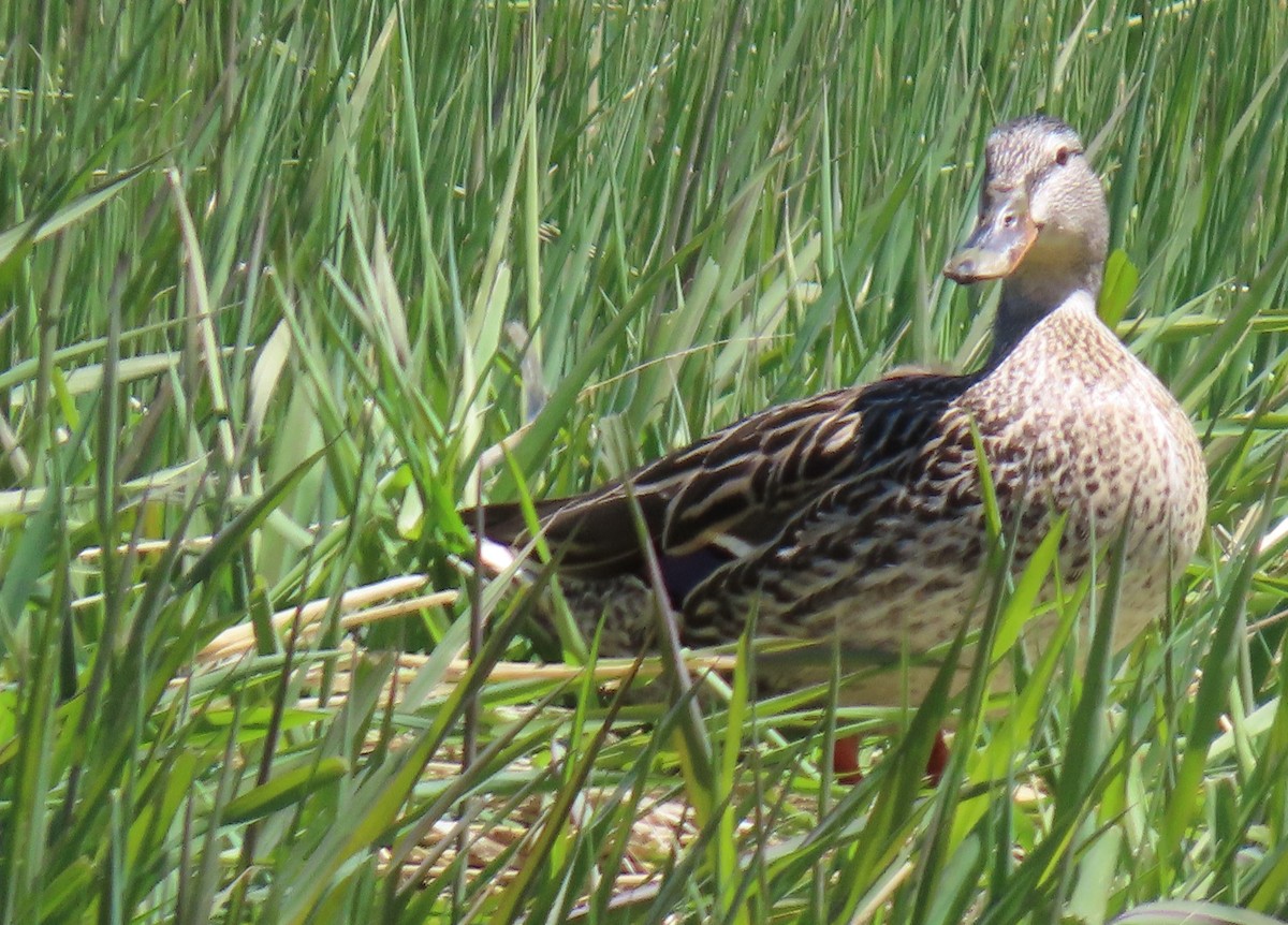 Mallard - Catherine Hagen