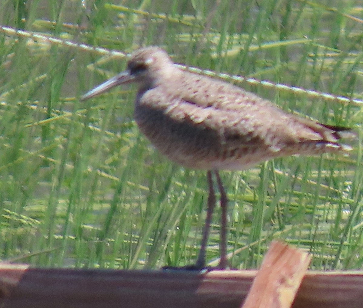 Willet - ML619231925