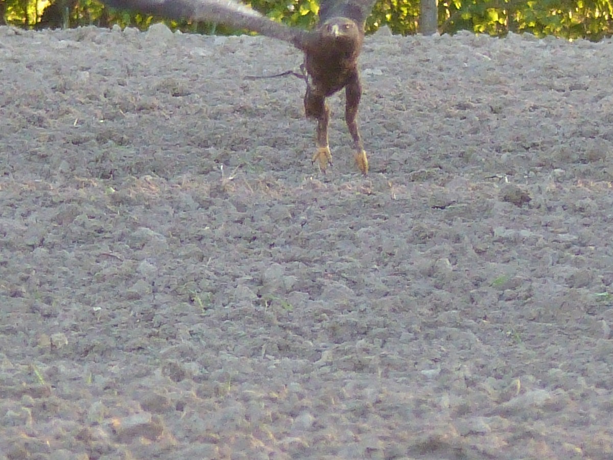 Lesser Spotted Eagle - Coleta Holzhäuser