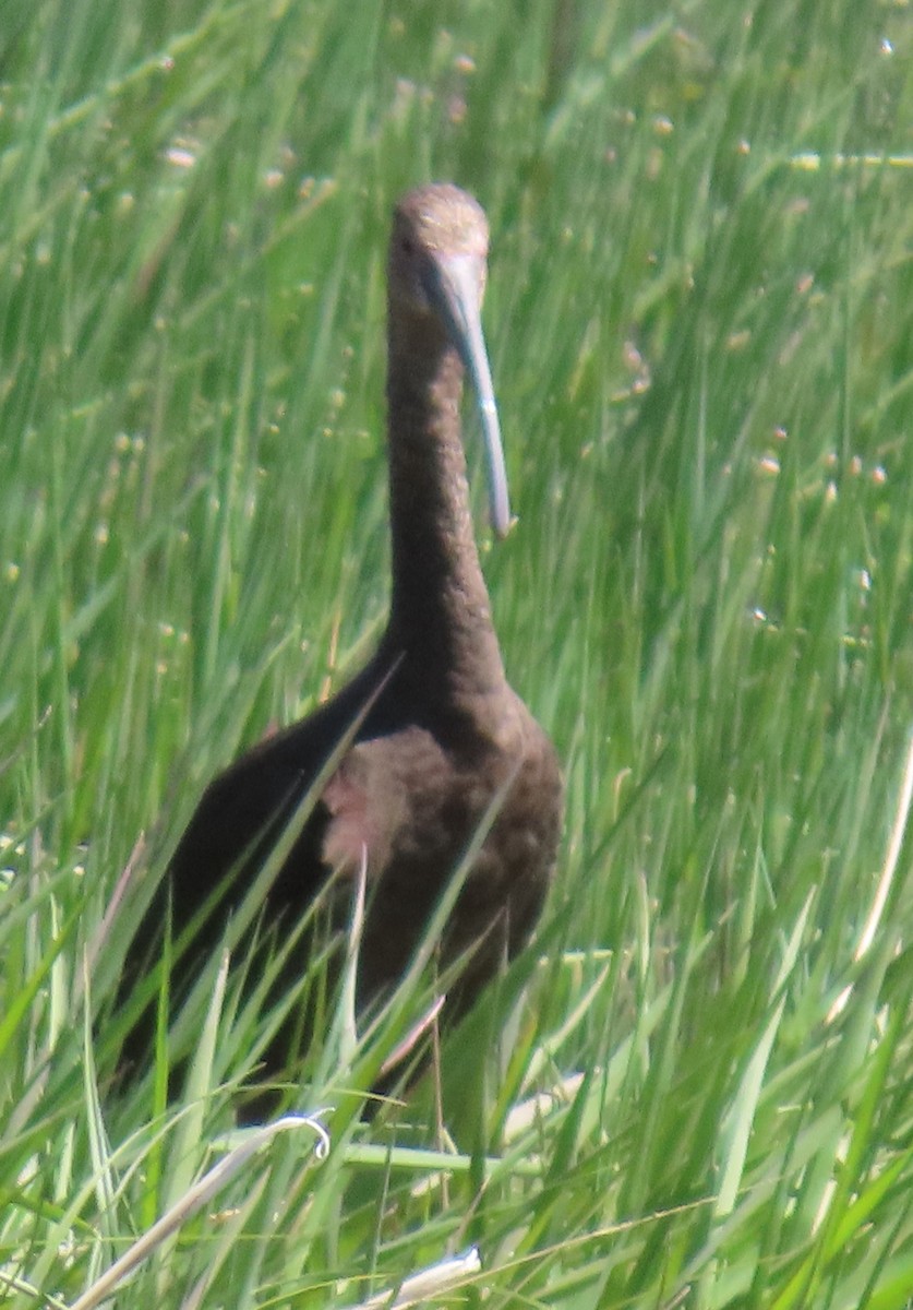 White-faced Ibis - Catherine Hagen