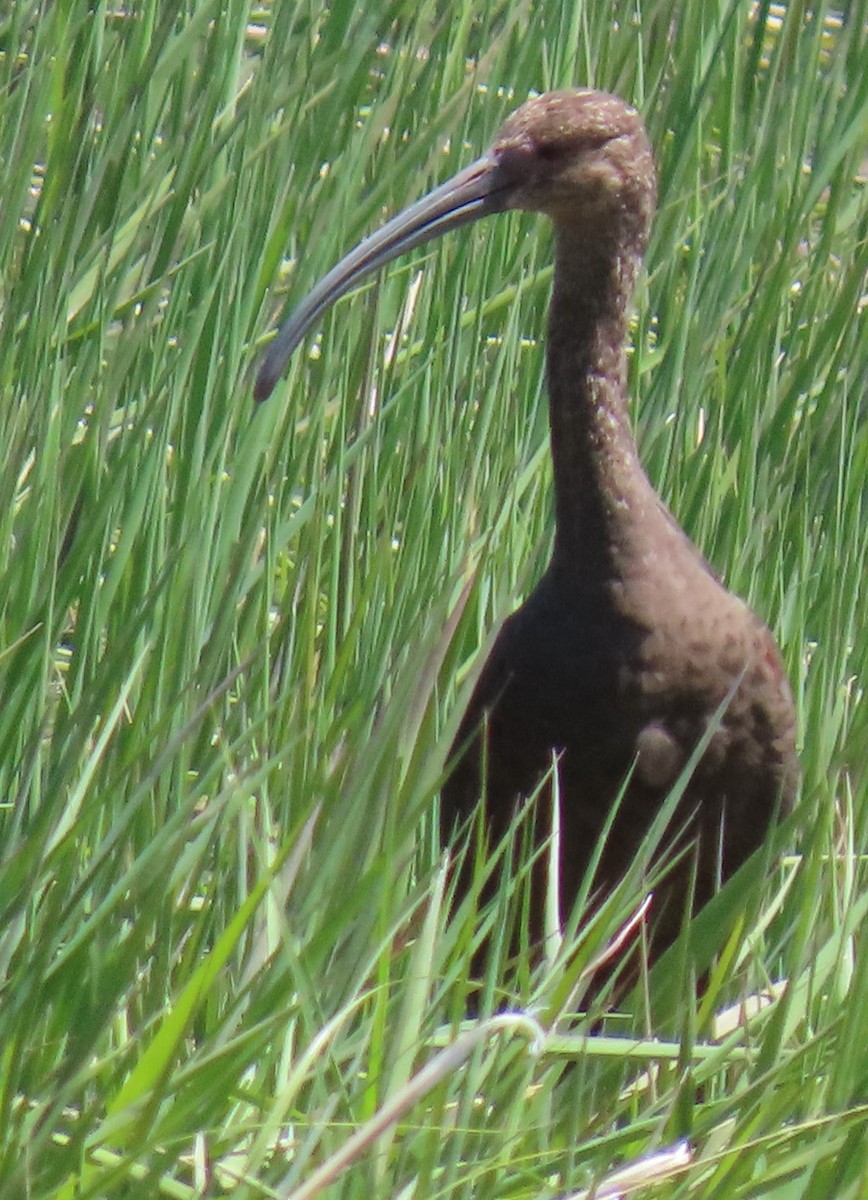 White-faced Ibis - Catherine Hagen