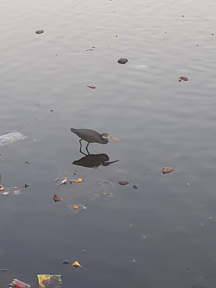 Western Reef-Heron - Bobby M