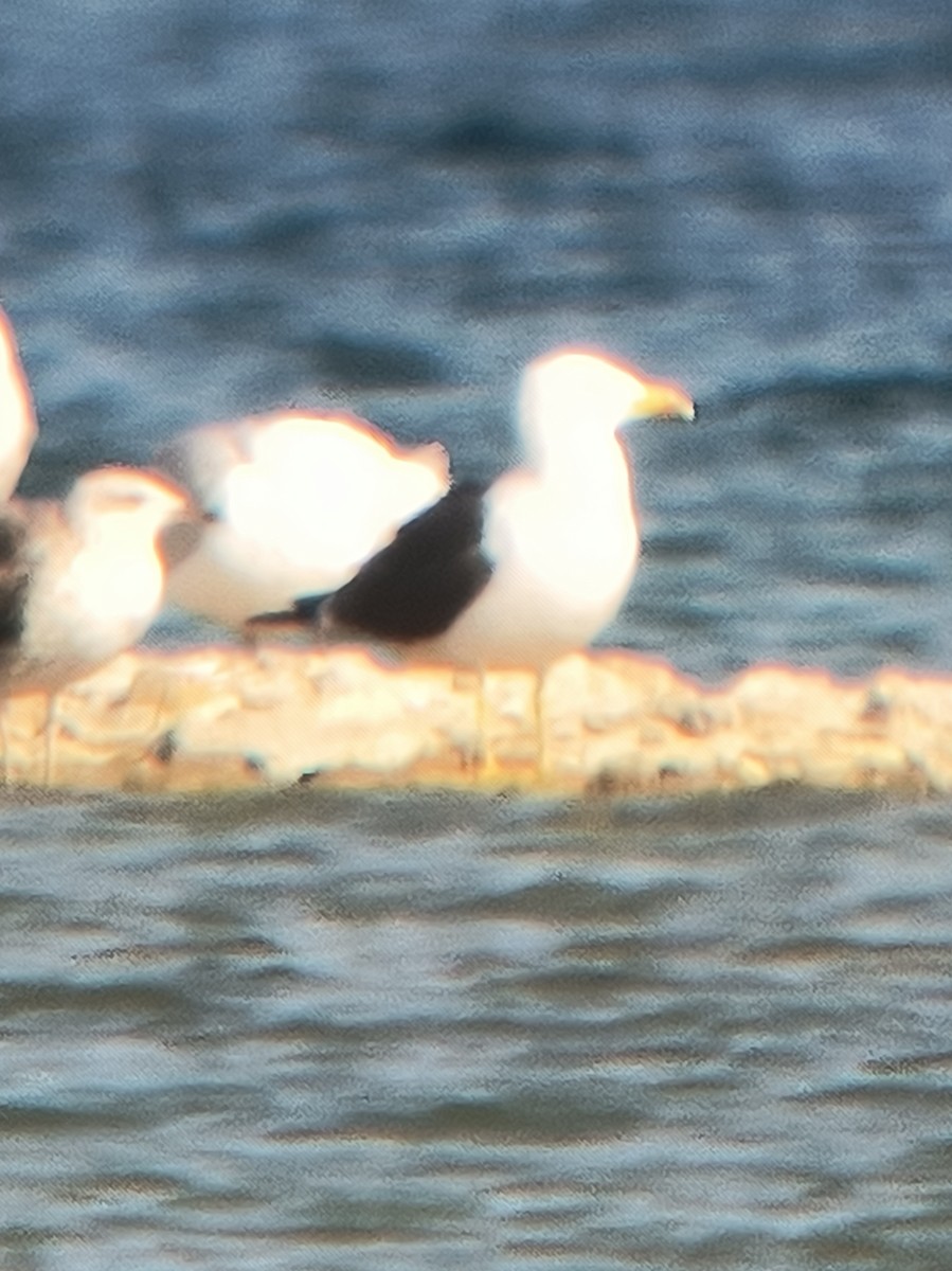 Lesser Black-backed Gull - Ivan Wiljanen