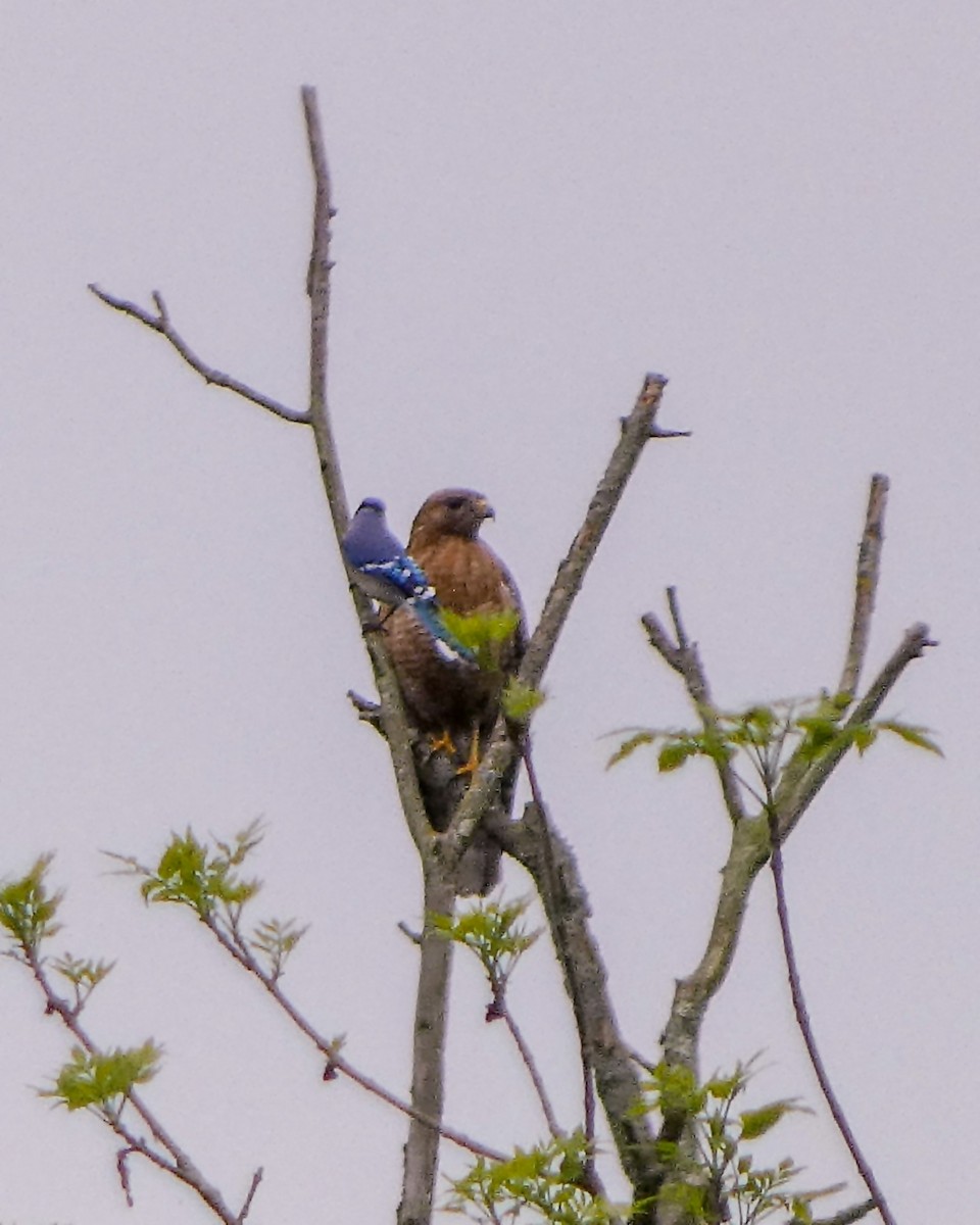 Red-shouldered Hawk - ML619231996