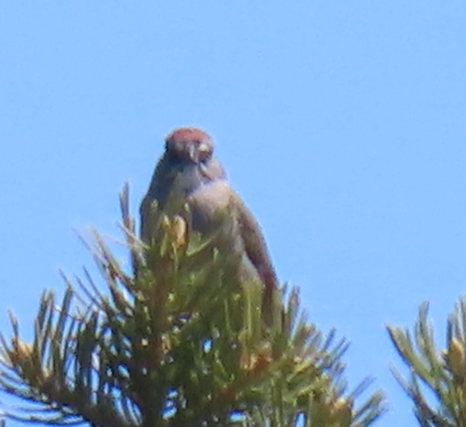 Green-tailed Towhee - Catherine Hagen