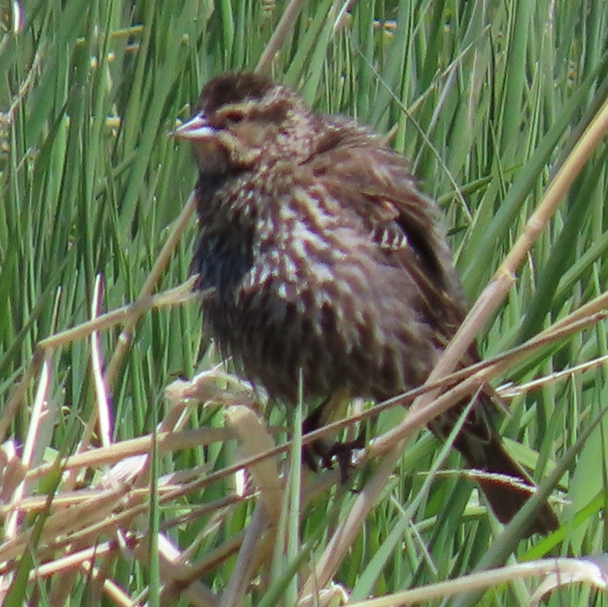 Red-winged Blackbird - Catherine Hagen