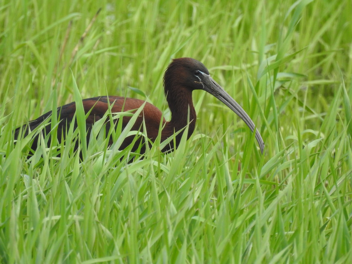 Glossy Ibis - ML619232028