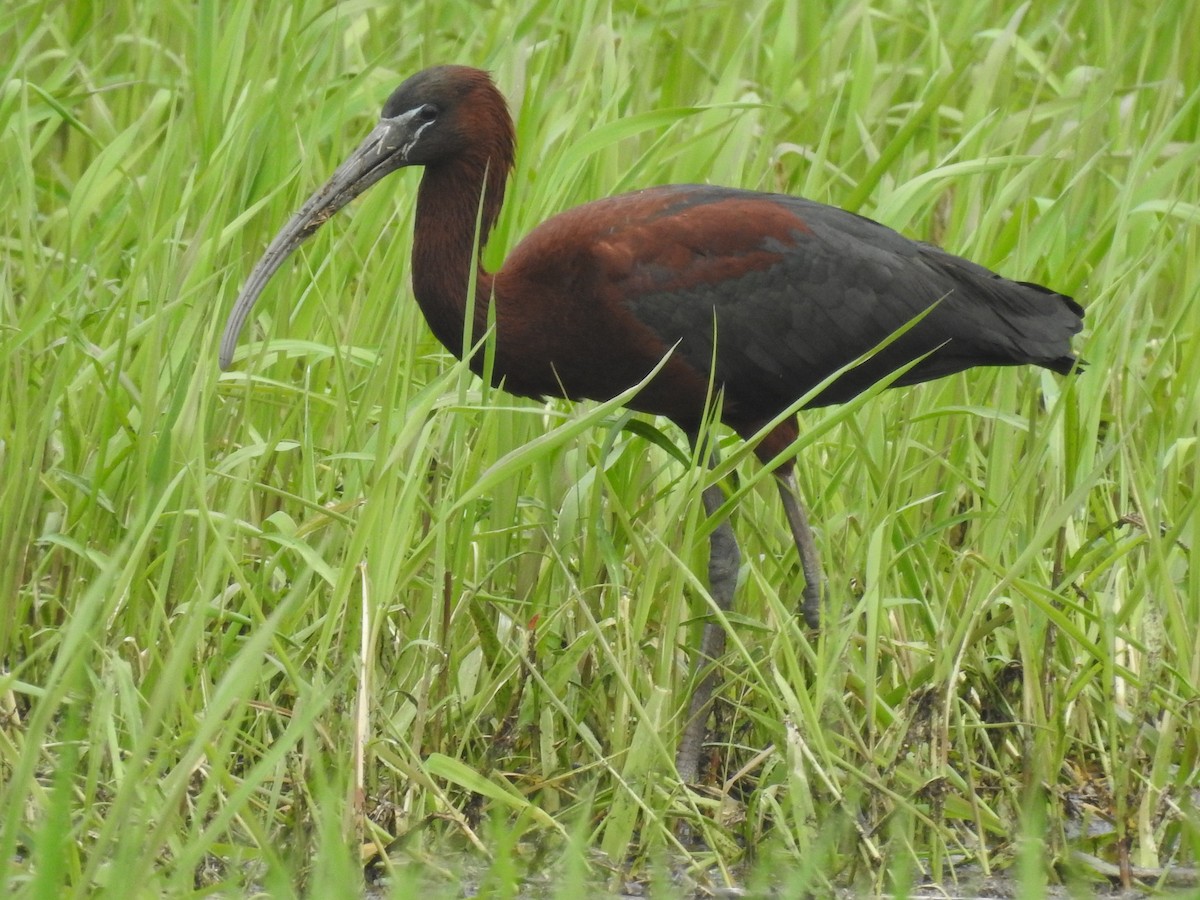 Glossy Ibis - ML619232032