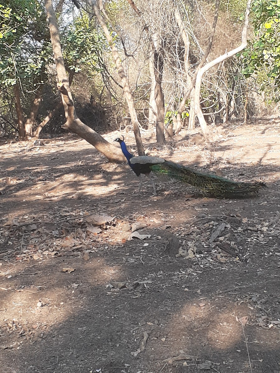 Indian Peafowl - Bobby M