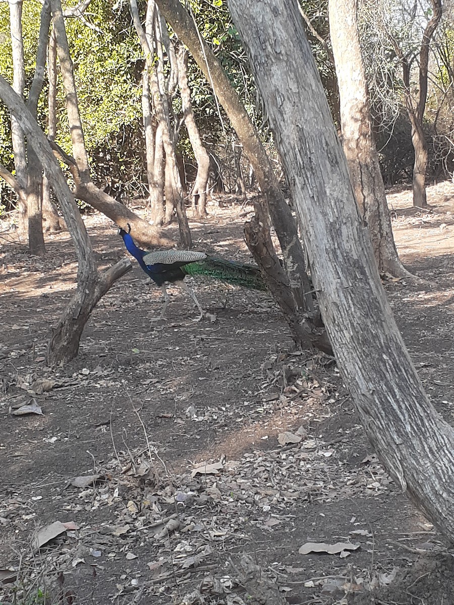 Indian Peafowl - Bobby M