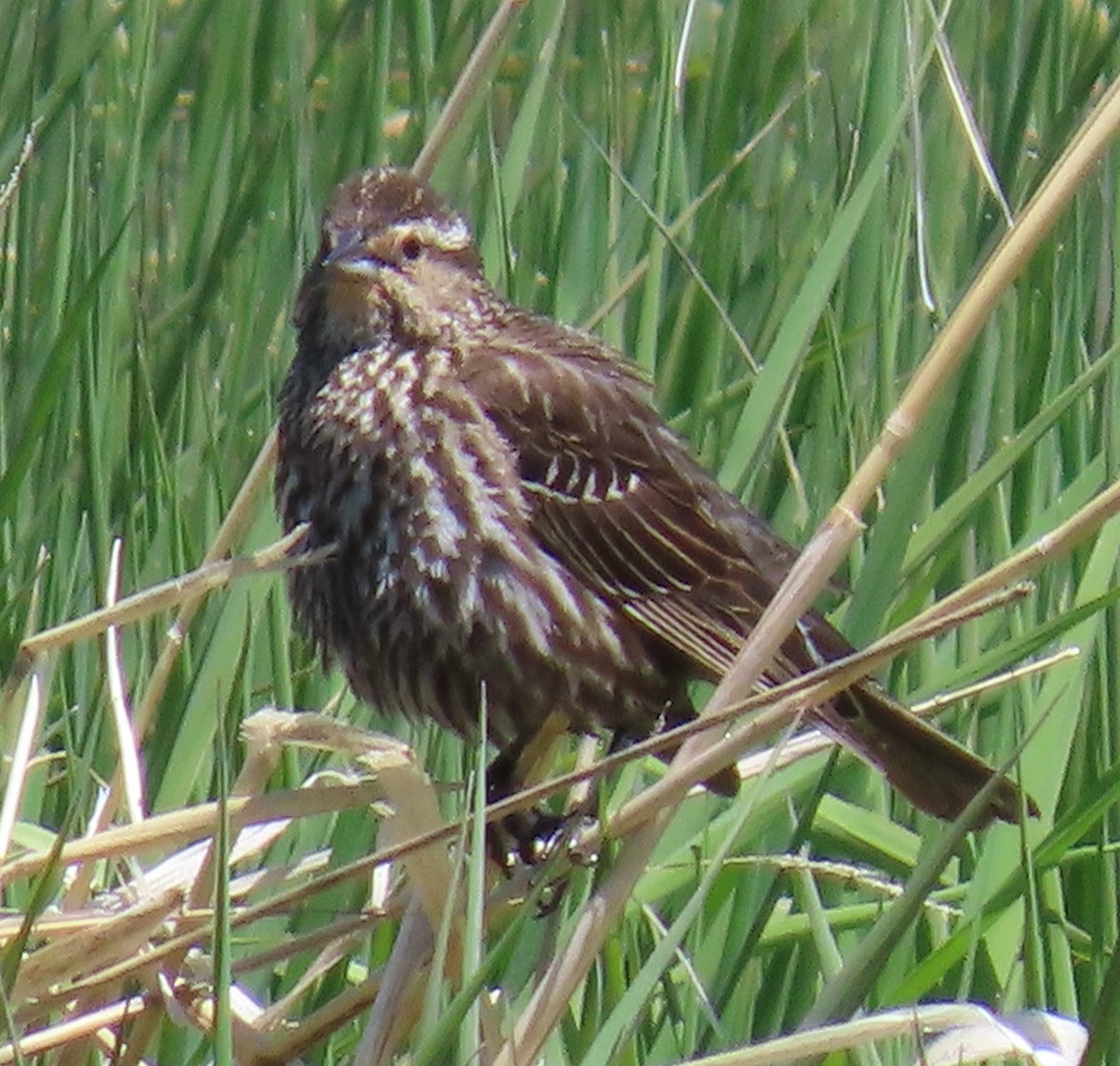 Red-winged Blackbird - Catherine Hagen