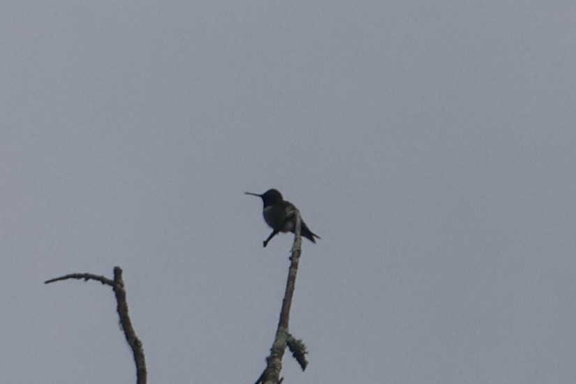 Ruby-throated Hummingbird - Daniel Morton