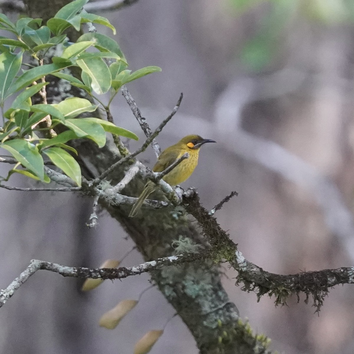 Yellow-eared Honeyeater - Simon Thornhill