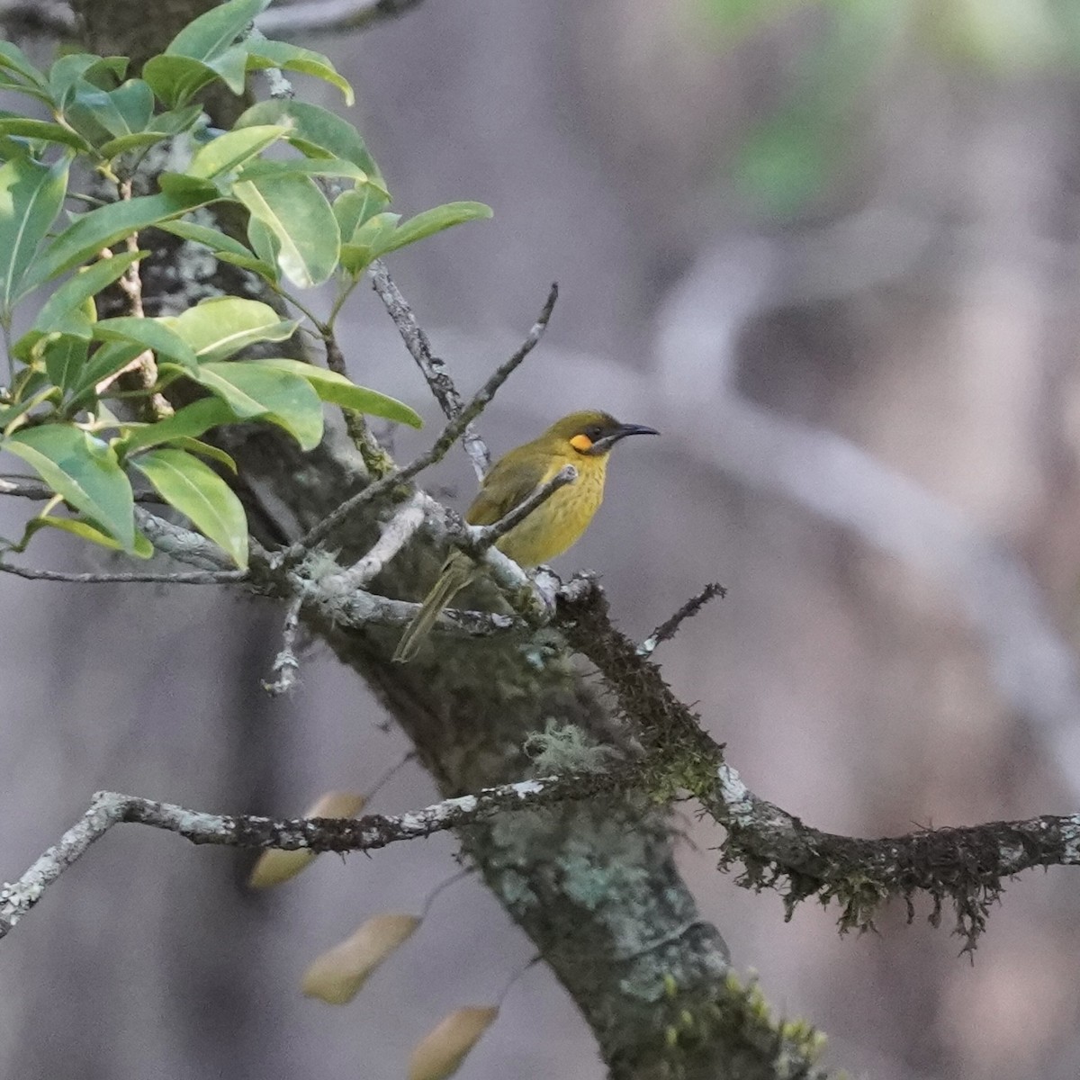 Yellow-eared Honeyeater - ML619232039