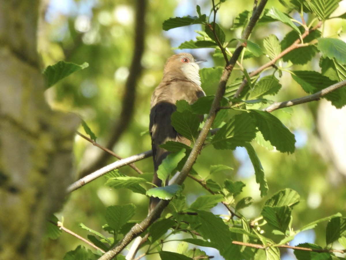 Black-billed Cuckoo - Noam Markus