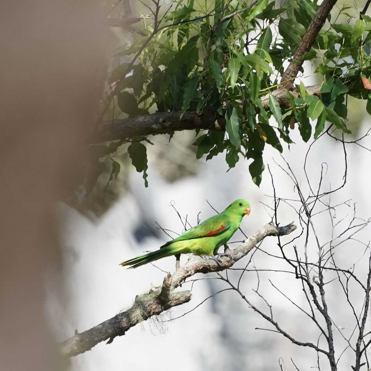 Olive-shouldered Parrot - ML619232054