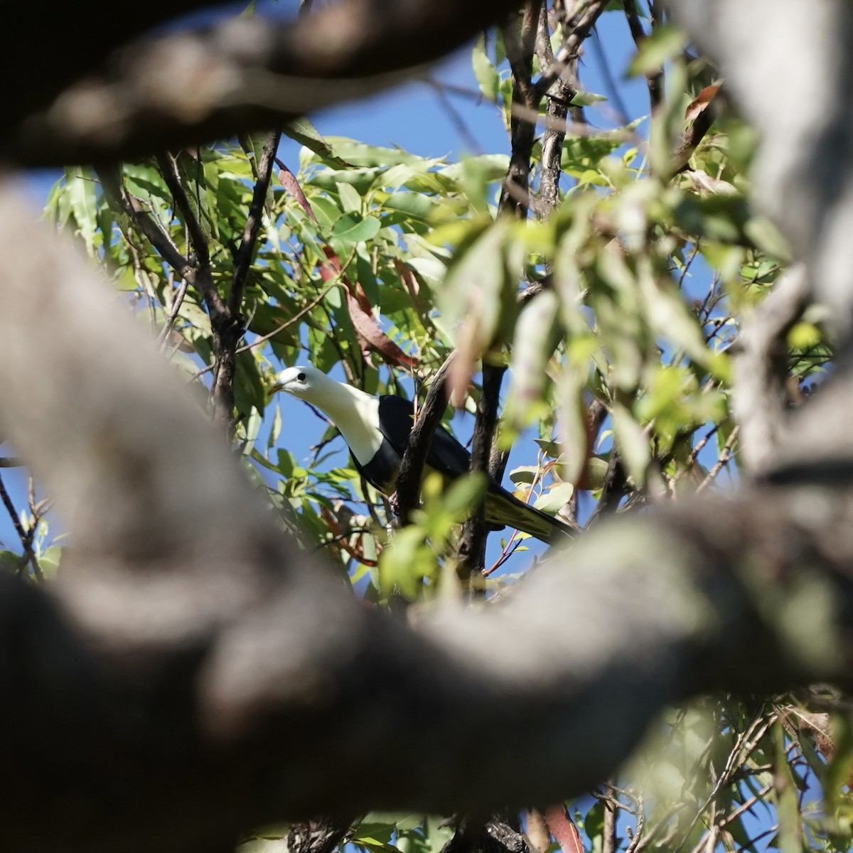 Black-backed Fruit-Dove - ML619232068