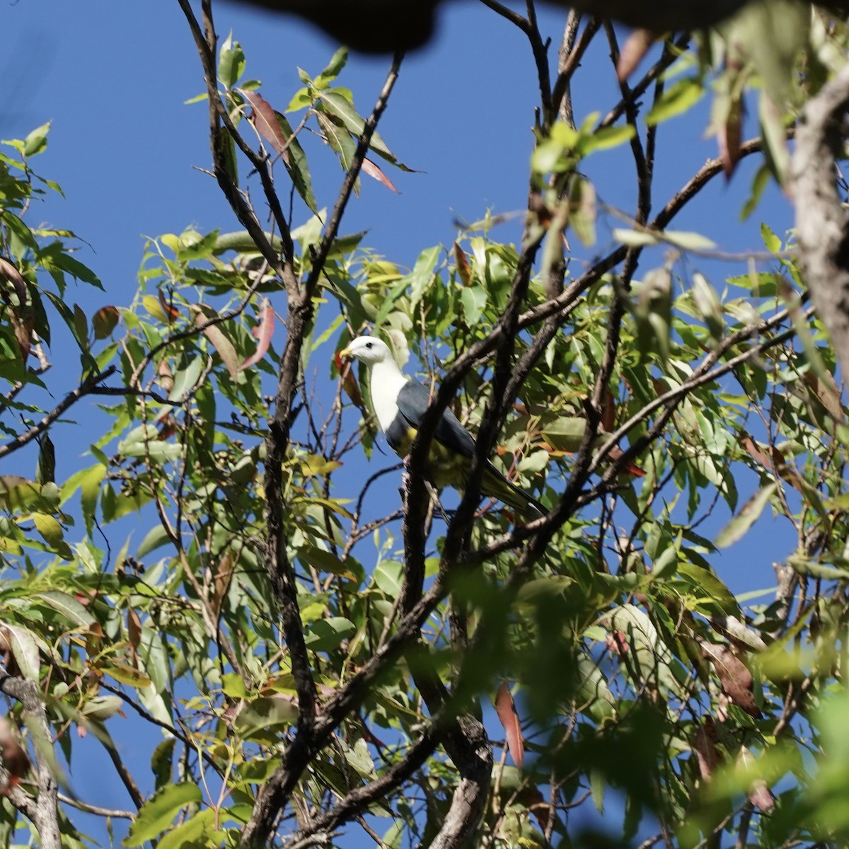 Black-backed Fruit-Dove - ML619232069