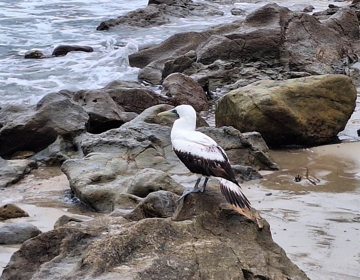 Masked Booby - Dawn Garcia