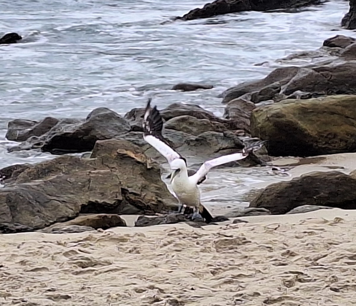 Masked Booby - ML619232071