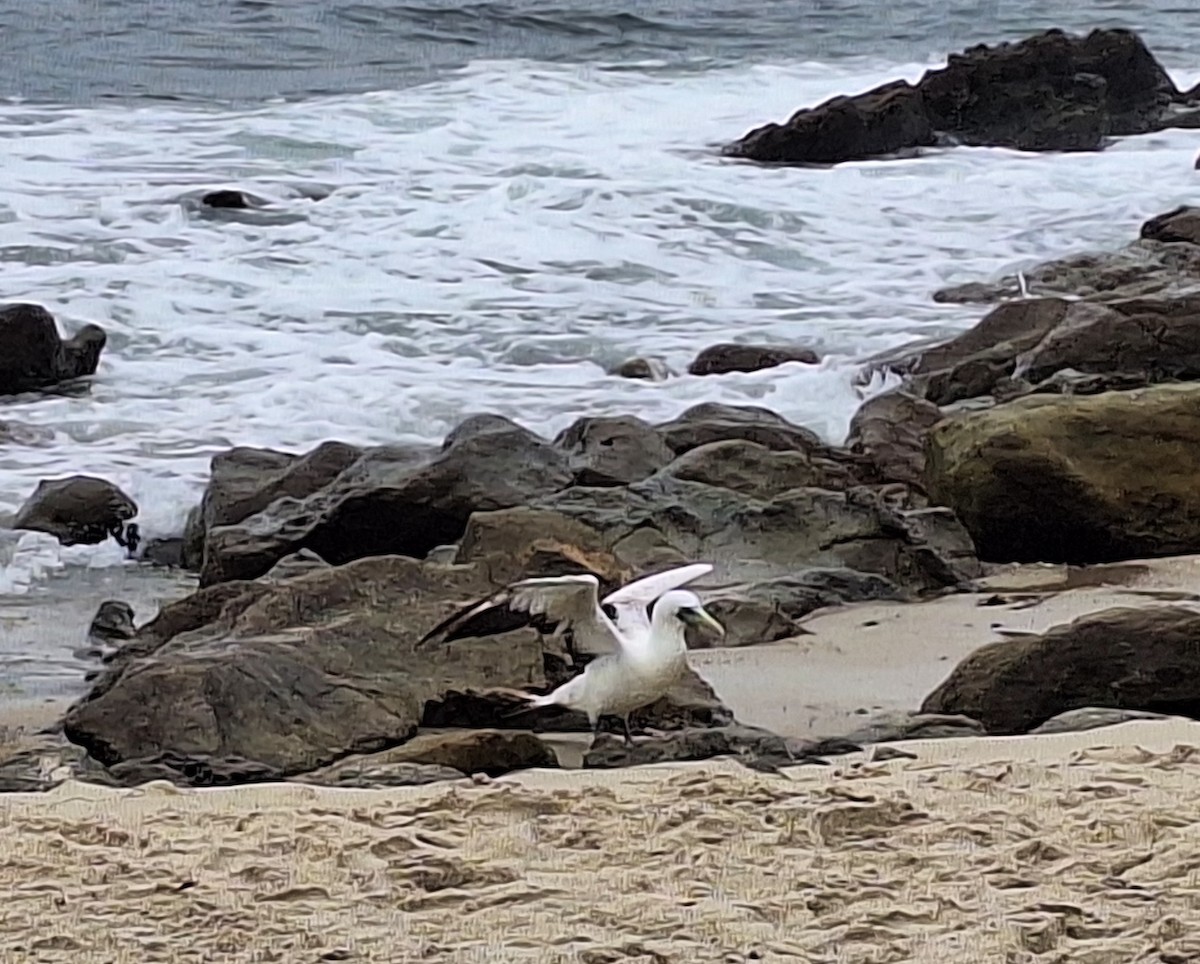 Masked Booby - ML619232072