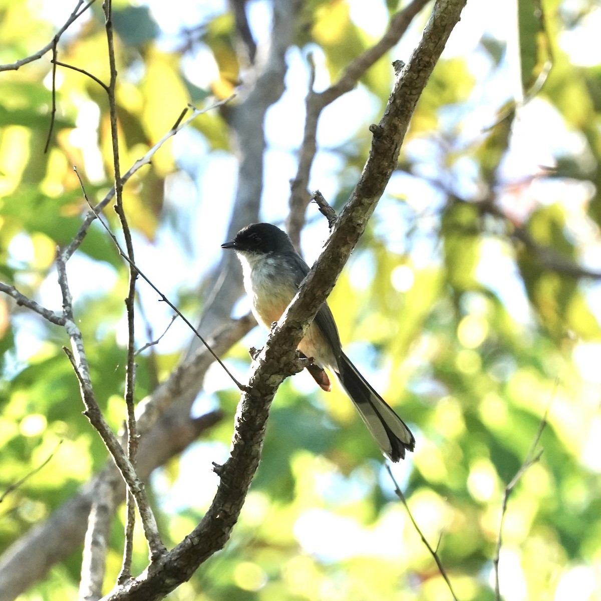 Northern Fantail (Timor) - ML619232074