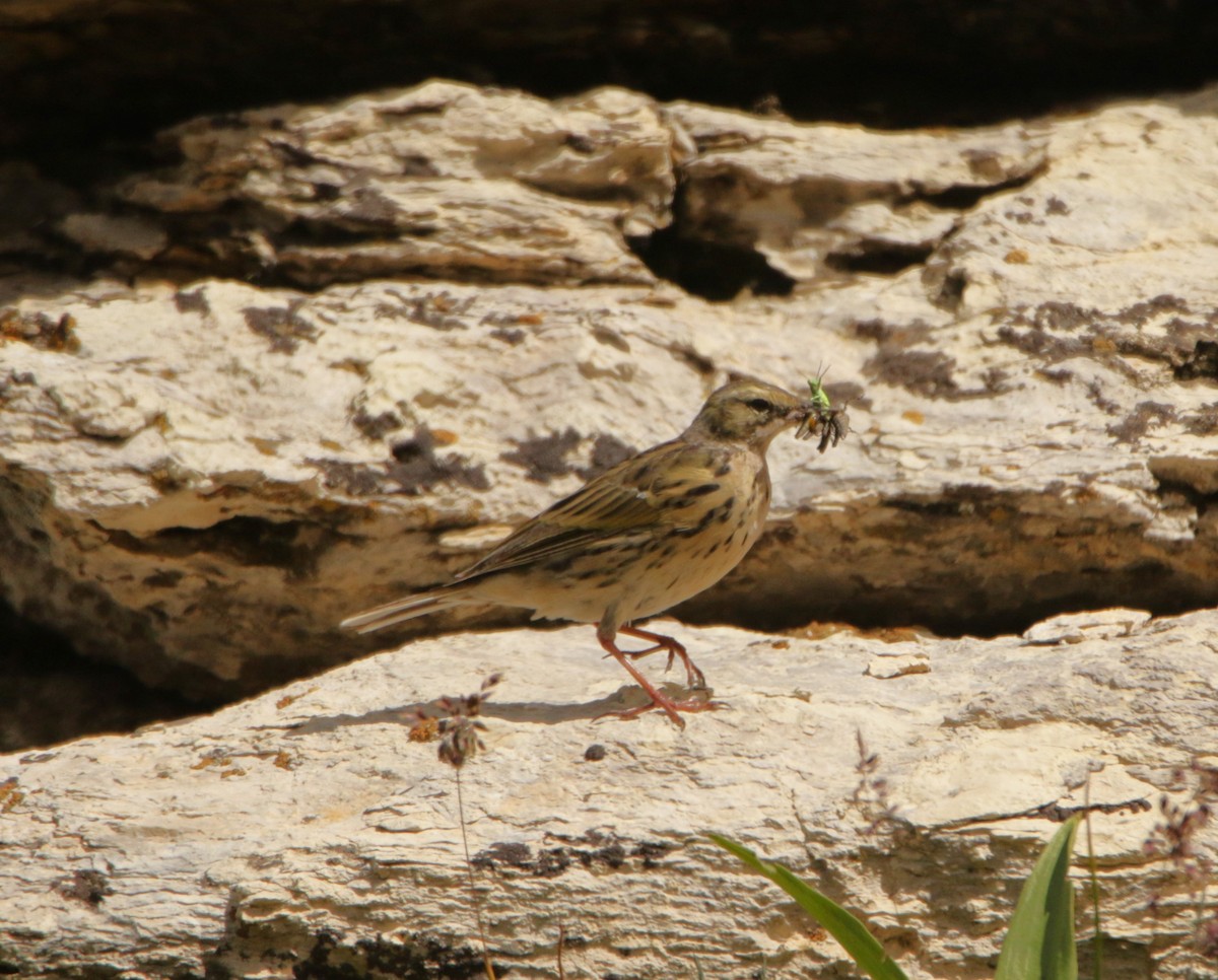 pipit sp. - ML619232079