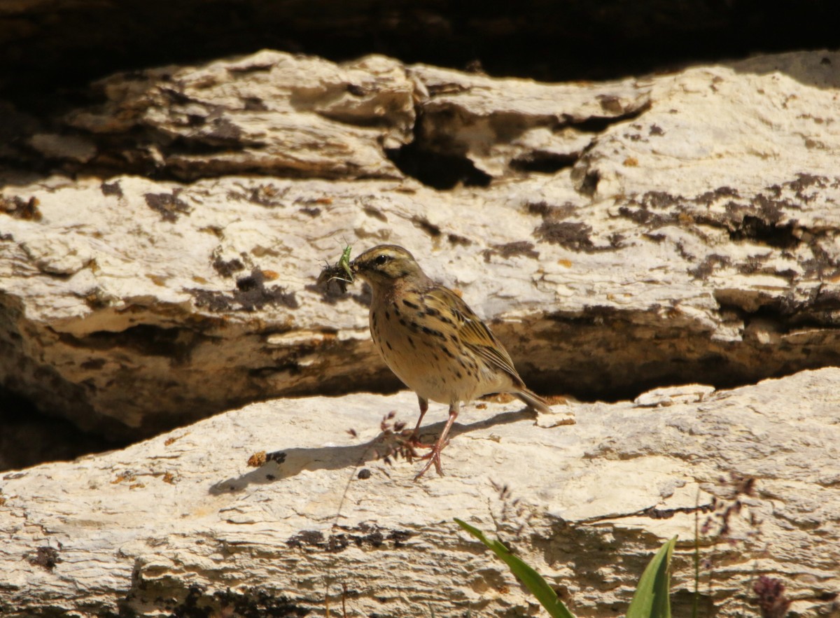 pipit sp. - ML619232081