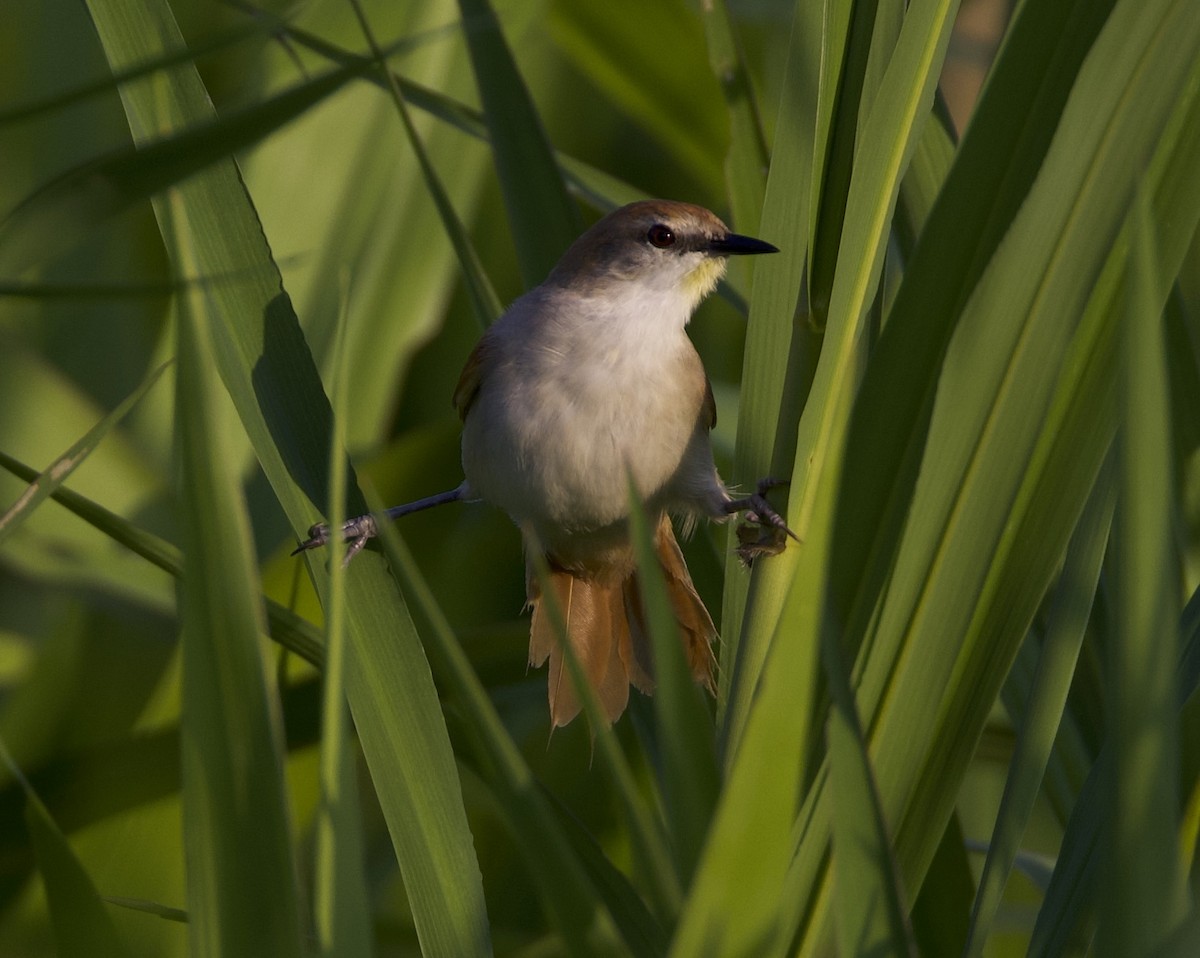 Yellow-chinned Spinetail - David Ascanio