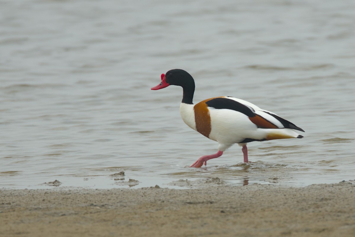 Common Shelduck - Severin Uebbing