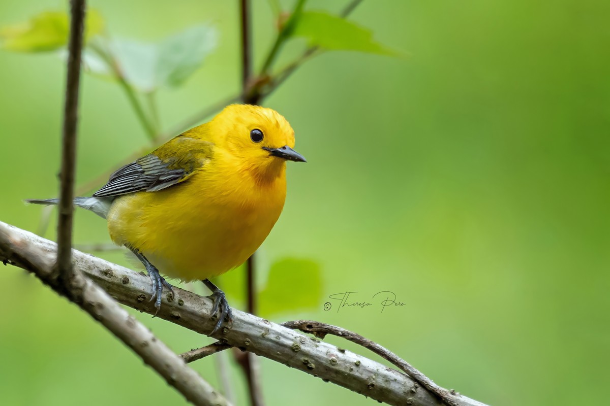 Prothonotary Warbler - Theresa Pero