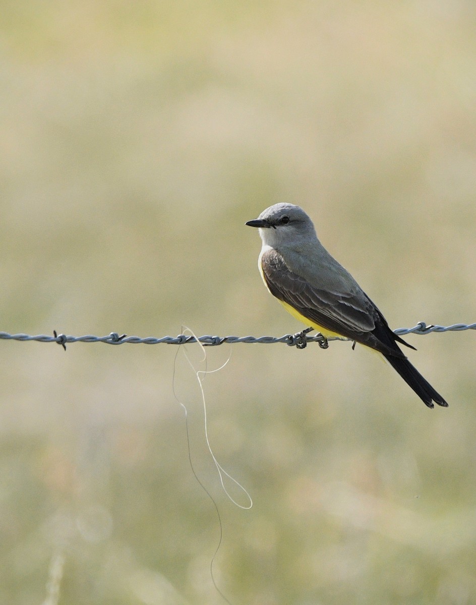 Western Kingbird - Jeff Gardner