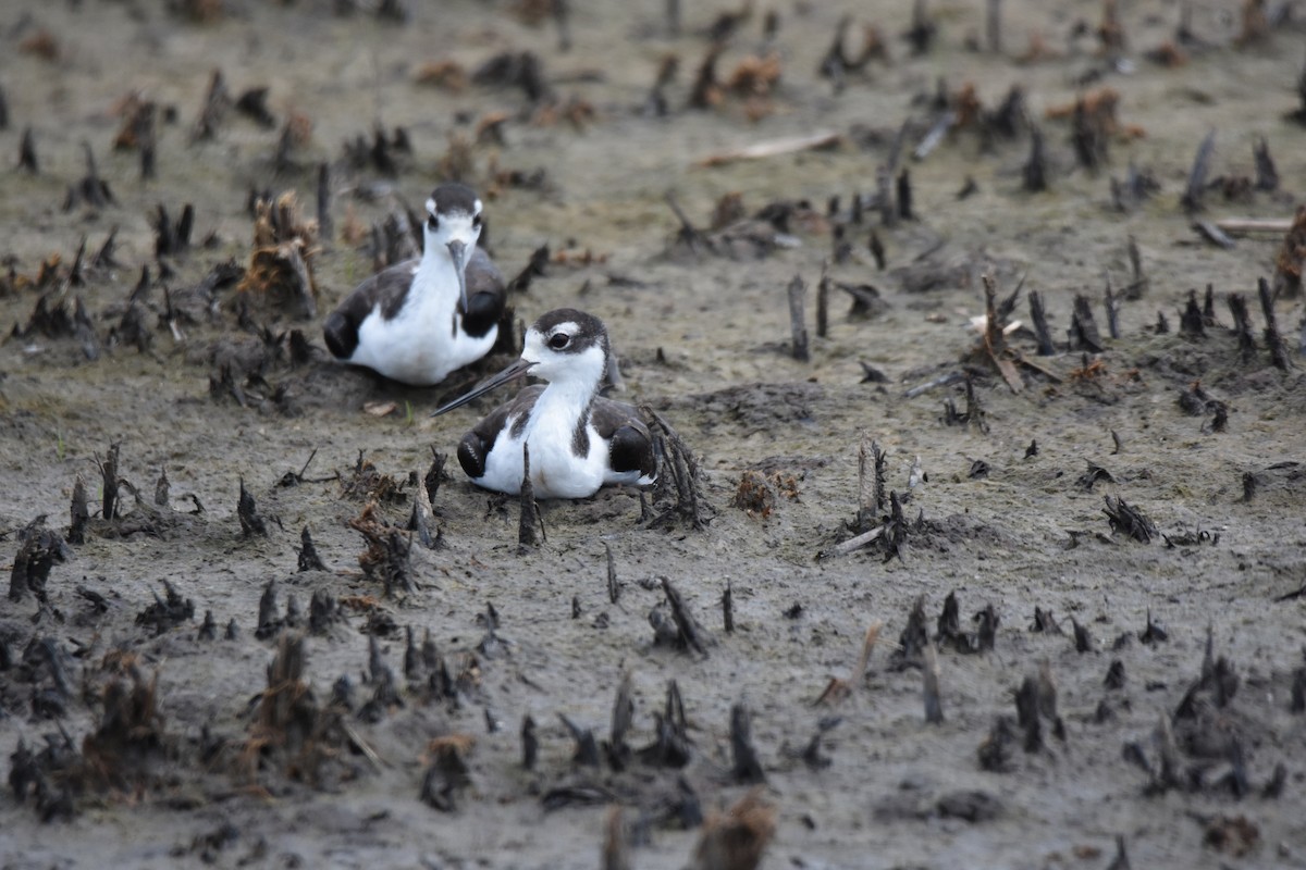 Black-necked Stilt - ML619232127