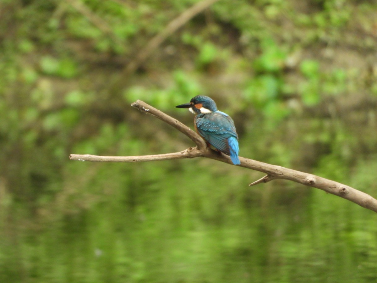 Common Kingfisher - Chaiti Banerjee