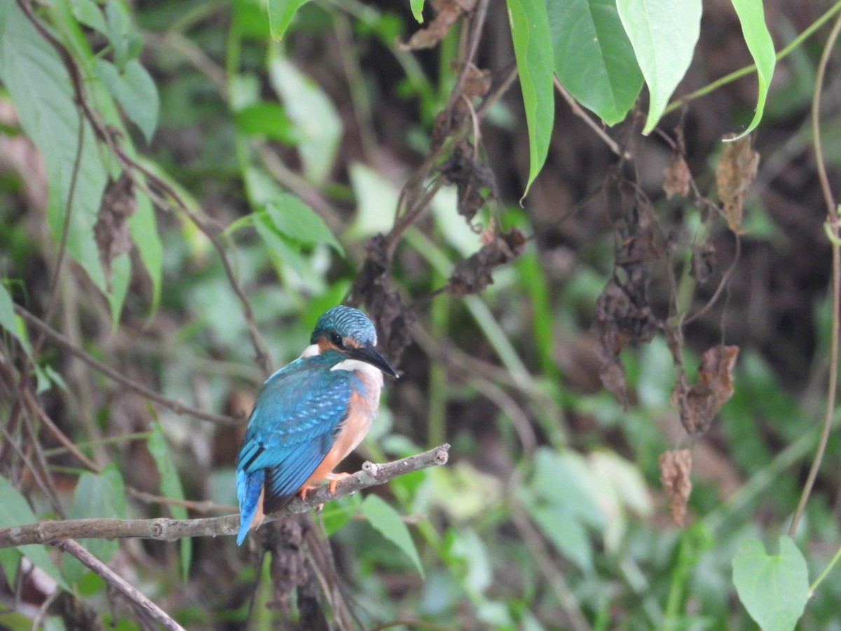 Common Kingfisher - Chaiti Banerjee