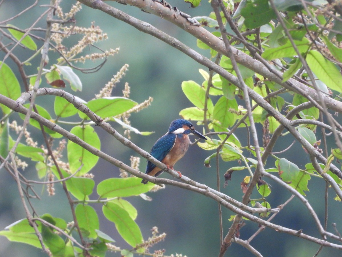 Common Kingfisher - Chaiti Banerjee