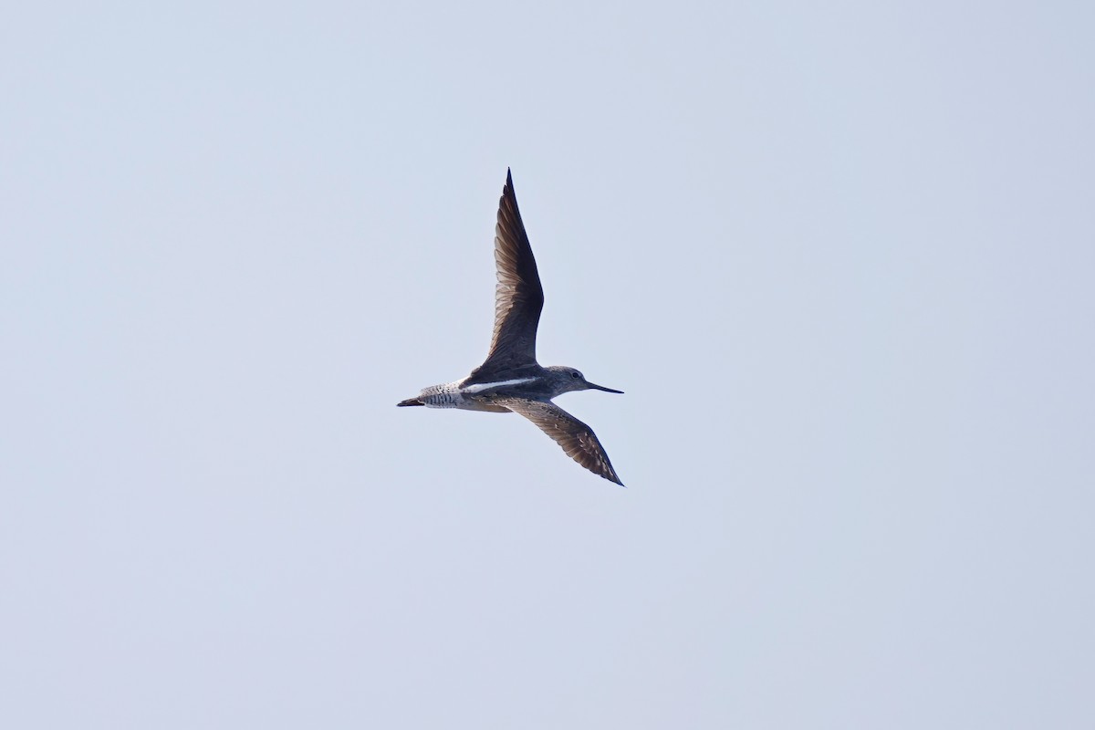 Common Greenshank - Marcin Sidelnik