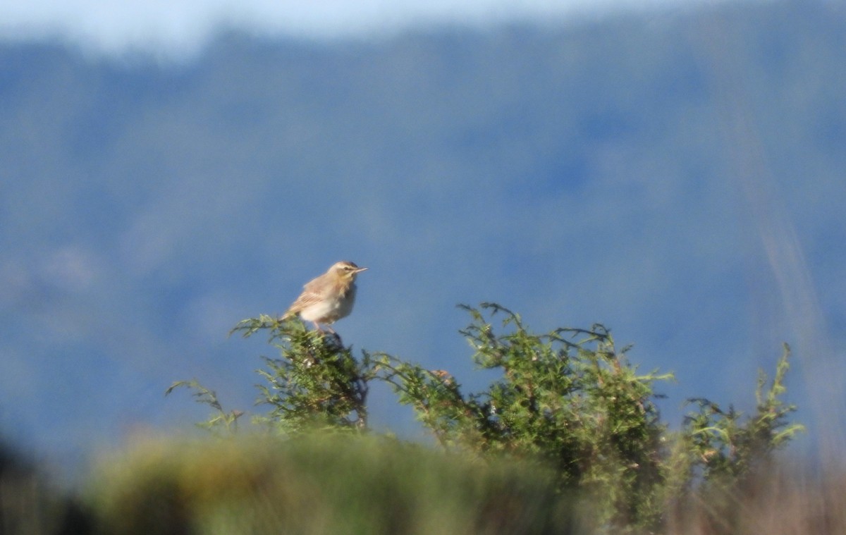 Tawny Pipit - Martín  Rey Pellitero