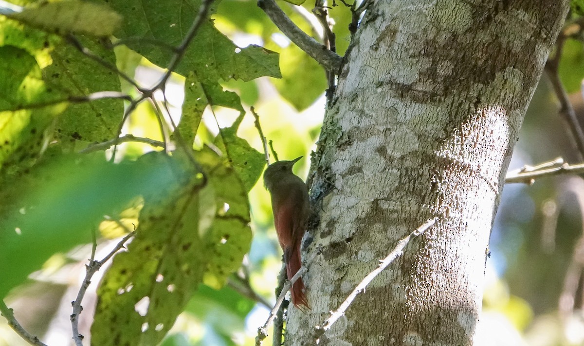 Olivaceous Woodcreeper - Laura Voight