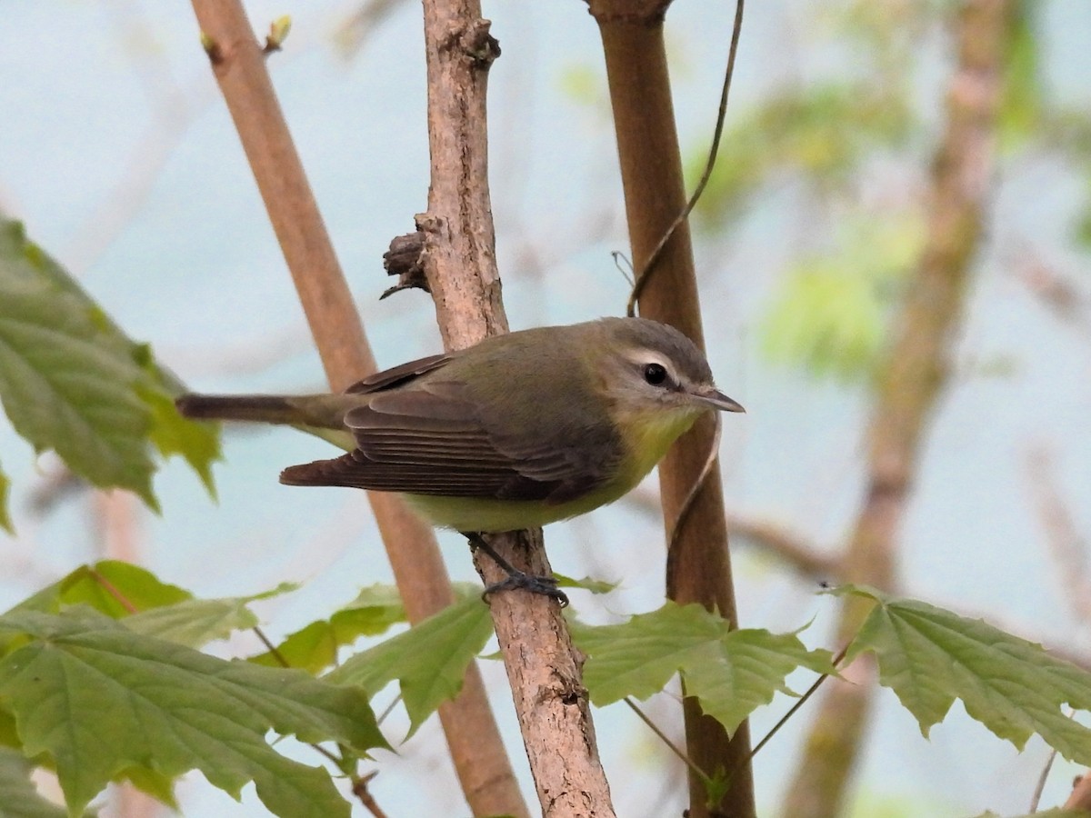 Vireo de Filadelfia - ML619232208