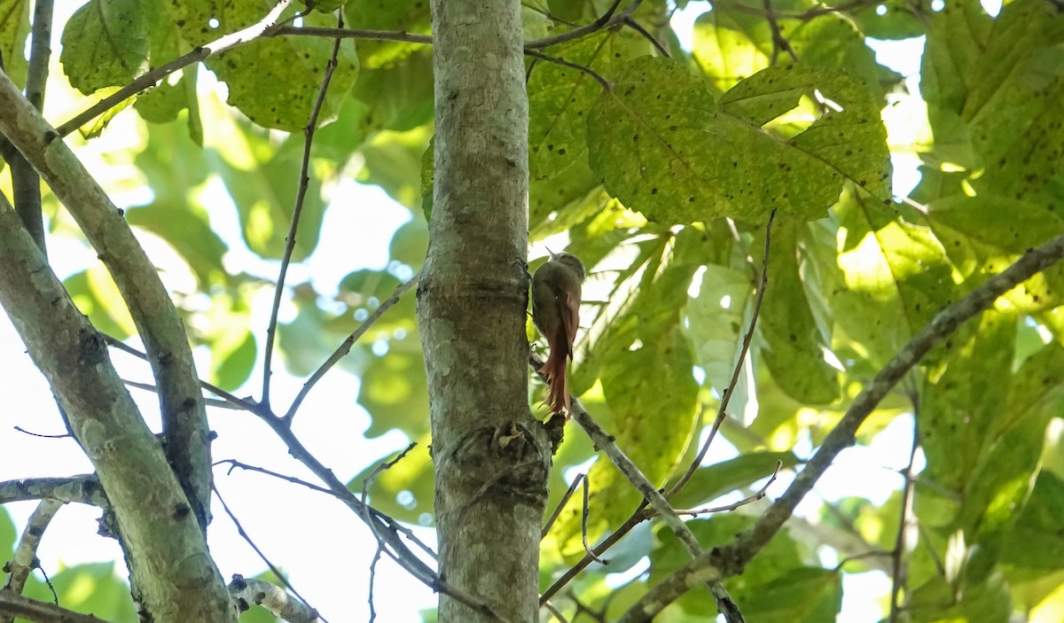 Olivaceous Woodcreeper - Laura Voight