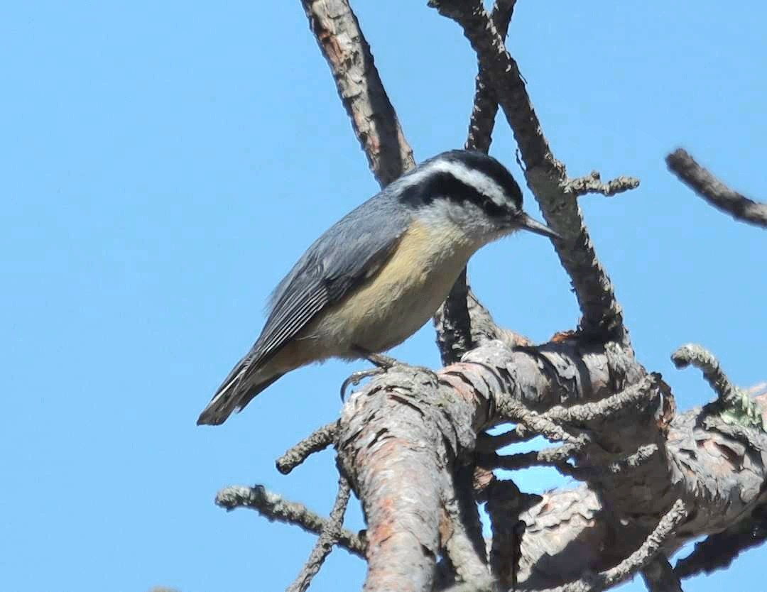 Red-breasted Nuthatch - ML619232219