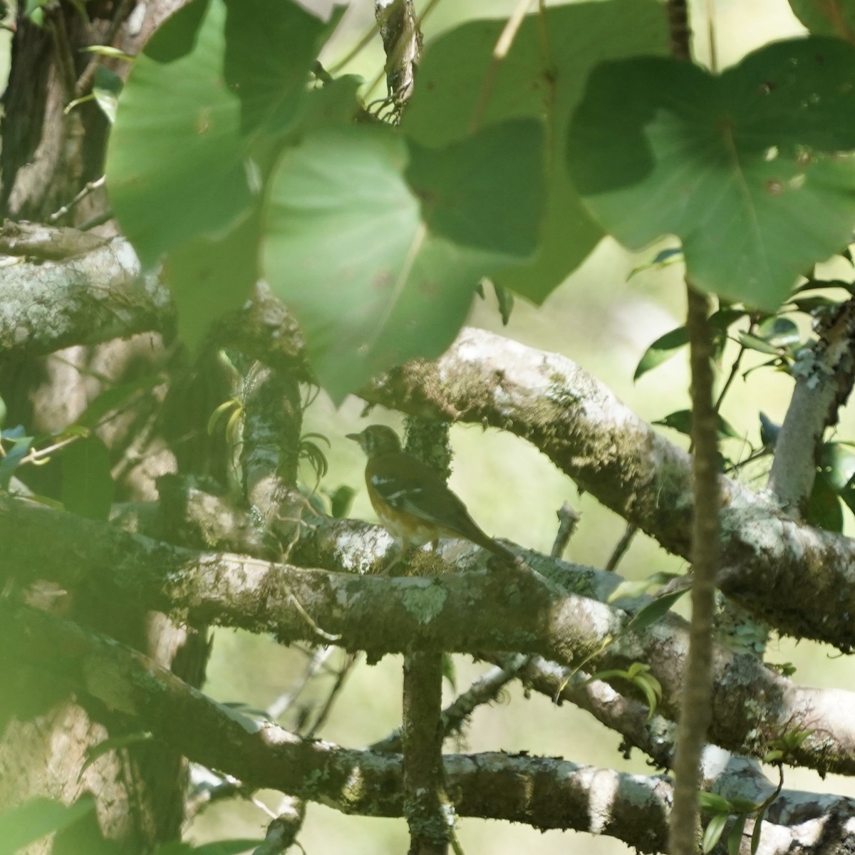 Orange-banded Thrush - ML619232223